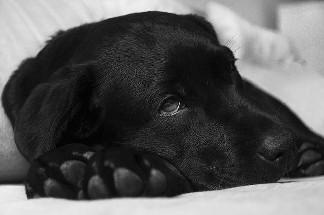 Oración A San Lazaro Para Perros Enfermos